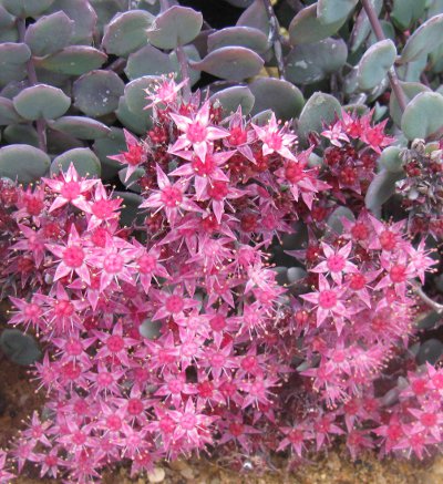 Sedum cauticola 'Lidakense'